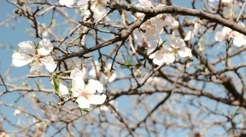 The First Signs of Spring. Blossoming Tree. 4k Stock Footage 61179225