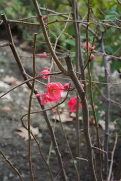 The first signs of spring - bright red flowers on a bush at Granada, Andalu.. Stock Photos