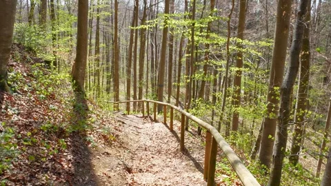 First Signs of Spring in the Forest with Fresh Grass and Budding Trees on a P Stock Footage 309014905