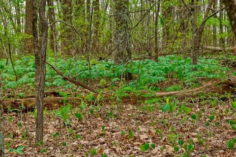 First signs of spring in the forest Stock Photos