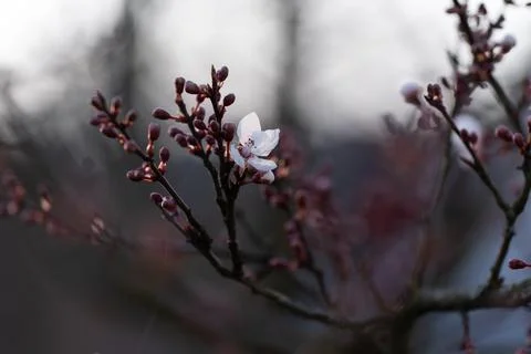First signs of spring. One open flower on a tree branch. Stock Photos