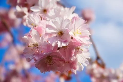 First signs of spring. Stock Photos