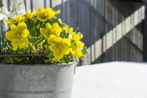 The first signs of spring. Winter aconite and snowdrops Stock Photos