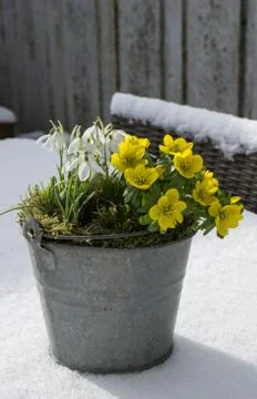 The first signs of spring. Winter aconite and snowdrops Stock Photos