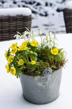 The first signs of spring. Winter aconite and snowdrops Stock Photos