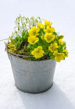 The first signs of spring. Winter aconite and snowdrops Stock Photos