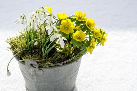 The first signs of spring. Winter aconite and snowdrops Stock Photos