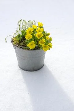 The first signs of spring. Winter aconite and snowdrops Stock Photos