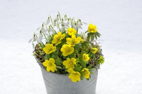 The first signs of spring. Winter aconite and snowdrops Stock Photos