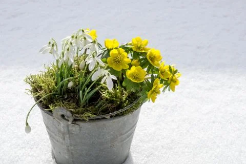 The first signs of spring. Winter aconite and snowdrops Stock Photos