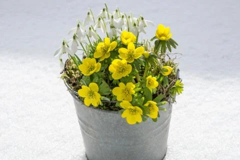 The first signs of spring. Winter aconite and snowdrops Stock Photos