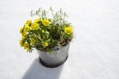 The first signs of spring. Winter aconite and snowdrops Stock Photos