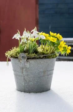 The first signs of spring. Winter aconite and snowdrops Stock Photos