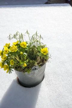 The first signs of spring. Winter aconite and snowdrops Stock Photos
