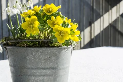The first signs of spring. Winter aconite and snowdrops Stock Photos