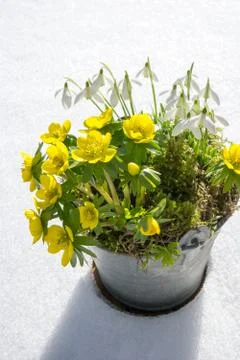 The first signs of spring. Winter aconite and snowdrops Stock Photos