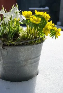 The first signs of spring. Winter aconite and snowdrops Stock Photos