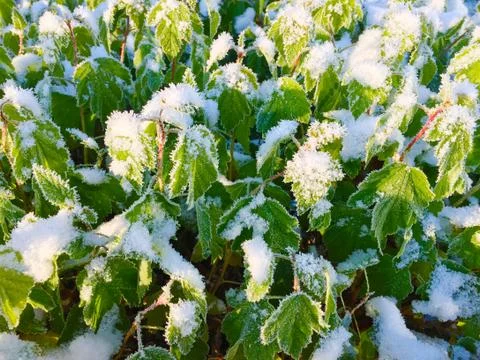 The first signs of winter Foto stock
