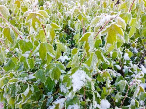 The first signs of winter Foto stock