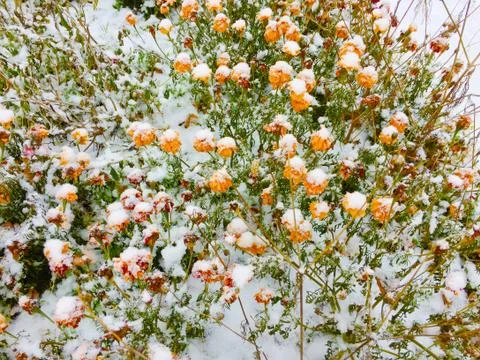 The first signs of winter Stock-Fotos