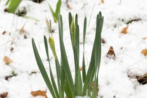First sings of spring. Stock Photos