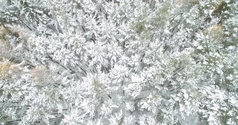 First slowly and then quickly fly over the tops of snow covered forest 스톡 동영상 56820656
