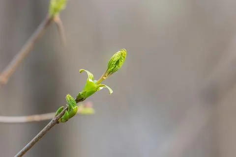 The first small leaf on a tree branch in spring. Stock Photos