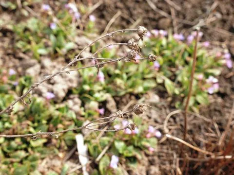 First small purple flowers make their way out of ground Stock Photos