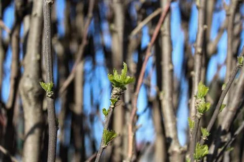 First small spring leaves on a brown branches Stock Photos