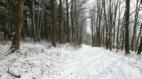 First Snow 9 動画素材 21764115