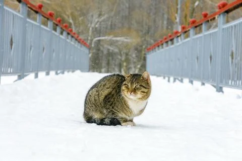 First snow. Abandoned cat. The cat sits in the snow in winter Stock Photos
