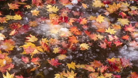 First Snow Accumulating On Autumn Leaves Stock Footage 340899236