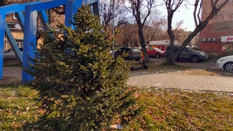 The first snow against the background of the Christmas tree and grass during Stock-Footage 220199945