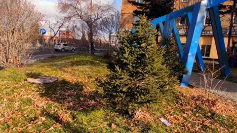 The first snow against the background of the Christmas tree and grass during Stock Footage 220200089
