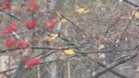 The first snow and mountain ash Stockbeeldmateriaal 68979933