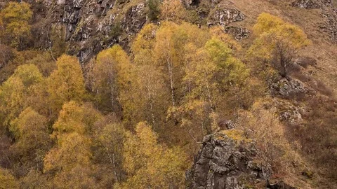 The first snow and yellow leaves on the banks of the river in the mountains Stock-Footage 69268684