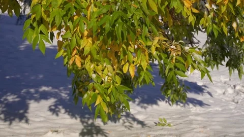 First snow on autumn foliage Stock Footage 318541266