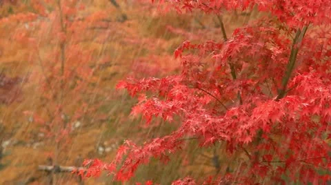 First snow at autumn. Stock Footage 12551961