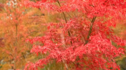First snow at autumn. Stock Footage 12613890
