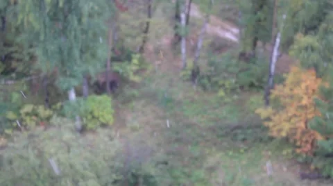 First snow, autumn forest 1 Stock Footage 49915975