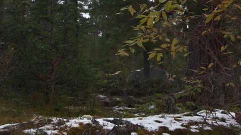 First snow in the autumn pine forest. Yellow leaves of the tree are swaying in Stock Footage 144863667