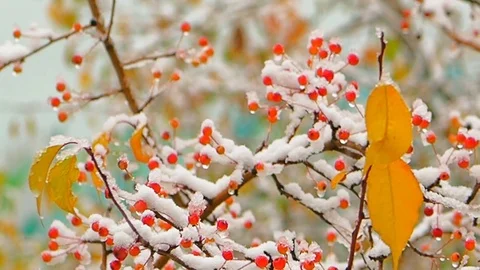First snow in autumn, the red berries on the tree Stock Footage 80795451