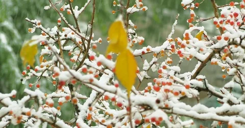 First snow in autumn, the red berries on the tree 스톡 동영상 80932827