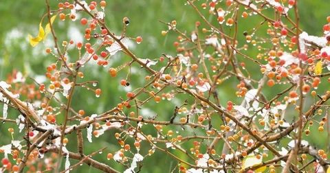 First snow in autumn, the red berries on the tree 스톡 동영상 80932900