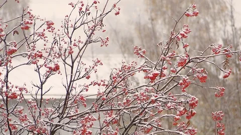 First snow in autumn, the red berries on the tree Stock Footage 80933084