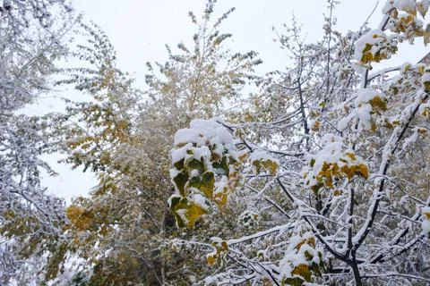 First snow on the autumn trees branches and leaves of the streets of the city Stock Photos