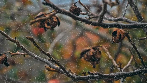 First snow on the autumn trees Video stock 97746128