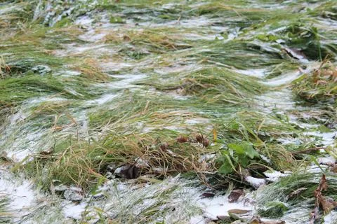 The first snow on a background of green grass in the fall. Stock Photos
