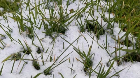 The first snow on the background of green lawn grass Stock Footage 120056875