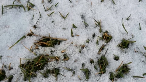 The first snow on the background of green lawn grass Stock Footage 120056884